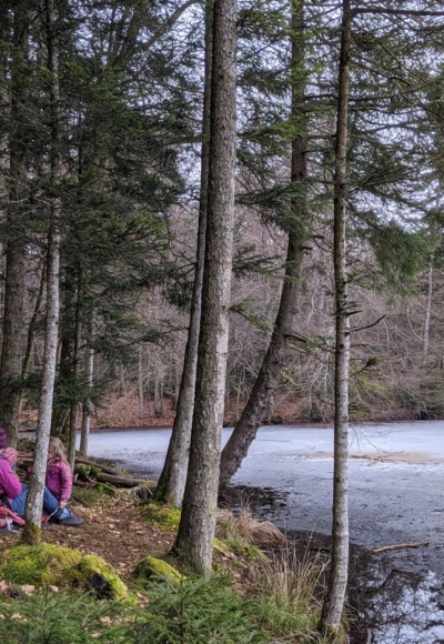Frühwinter am Waldweiher