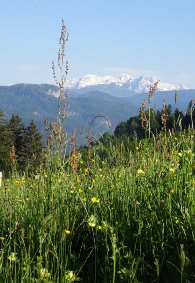 Blick auf die Loferer Steinberge