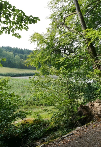 Der Weg führt vorbei an den Ebracher Fischteichen