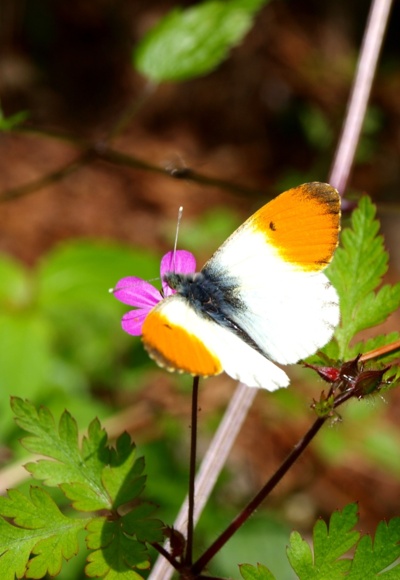 Abstieg am Annerlsteg auf 900m