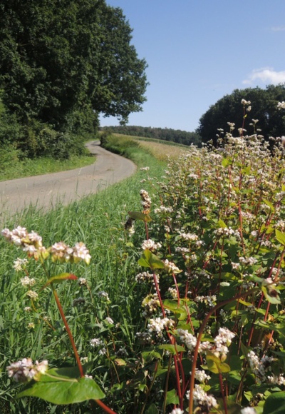 Der geteerte Weg führt uns in Richtung Oberfüllbach.