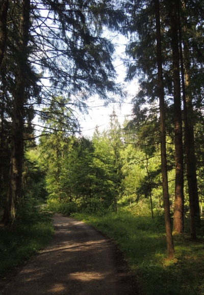Wir wandern durch den Wald im Naherholungsgebiet Ebersdorf.