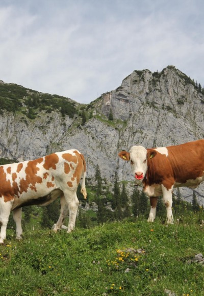 Blick zur Ross- und Buchstein