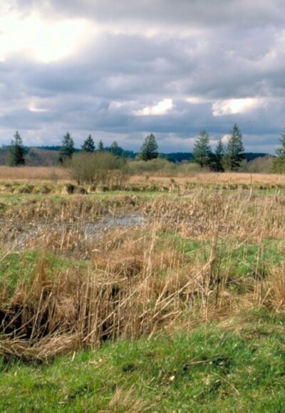 Hundsmoor