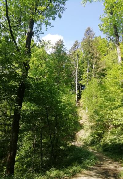 Schluchtwald Wolfsschlucht