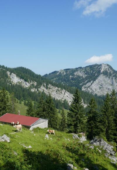 Blick über die Elbachalm in Richtung Breitenstein