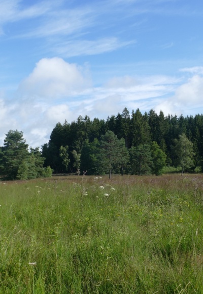 Das Brandmoos ist ein Quell- und Niedermoor