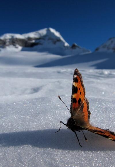 Schmetterling am Stampflkees.