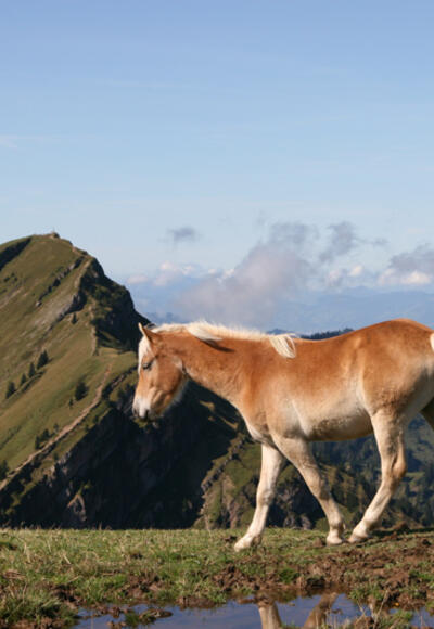 Blick zurück zum Hochgrat