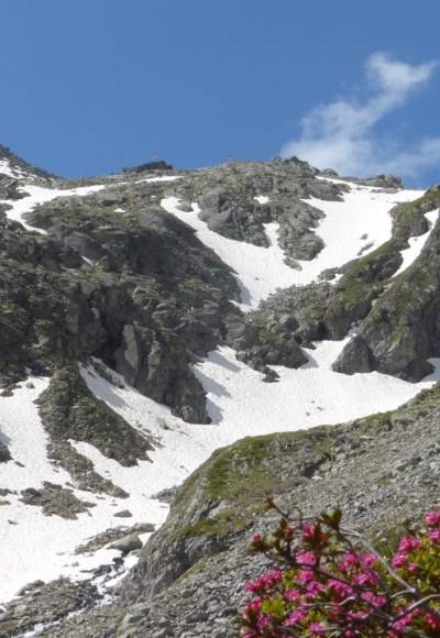 Almrosen und Schnee im Juni