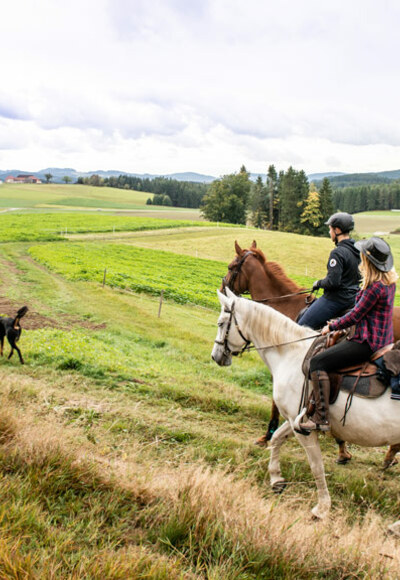 Wanderreiten im Pferdereich Mühlviertler Alm