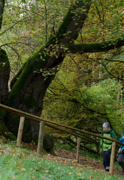 Die Tassilolinde bei Wessobrunn