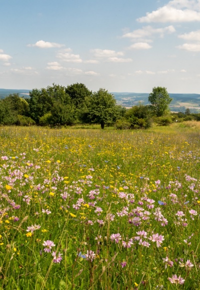 Blumenwiesen am Sodenberg