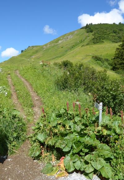 Ende des Abstiegs vom Hochalppass