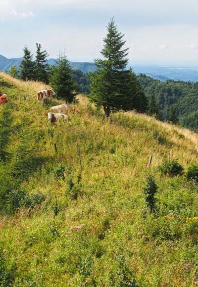 Schneeberg