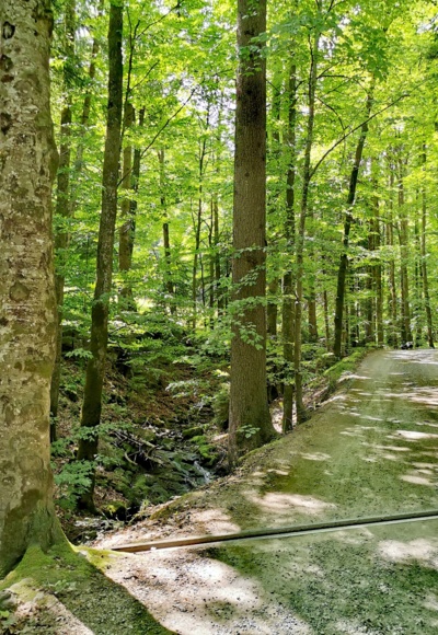 Waldweg zur Bezegg