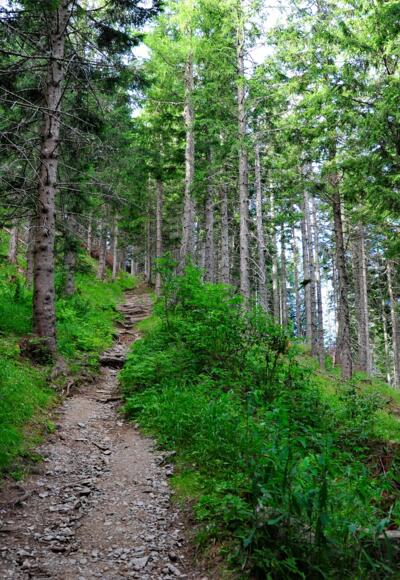 Kühle Luft und frischer Wald-Duft umgeben uns.