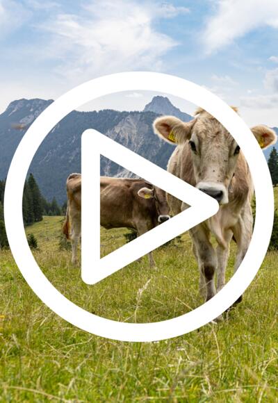 Magnus und die verlorene Kuh » Abspielen der Inhalte in der Kartenansicht!