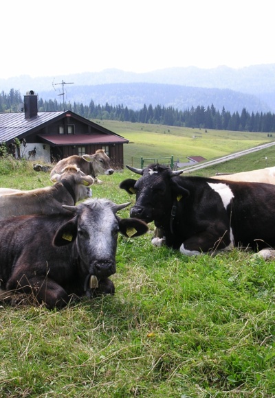 Rast auf der Winklmoosalm.