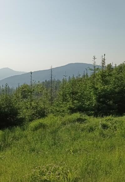 Blick zum Gr. Arber und Falkenstein auf Fahnenriegel-Höhe