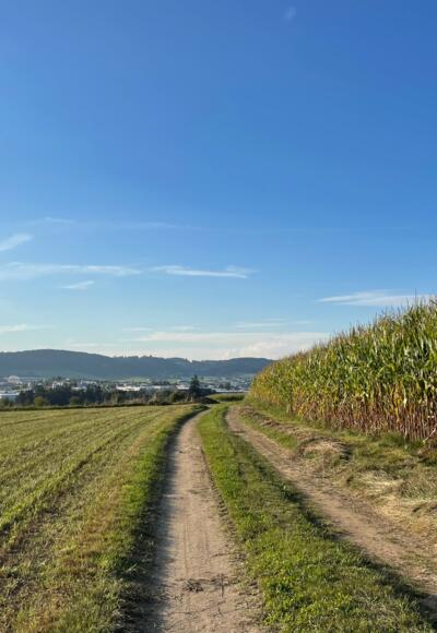 Blick von Walchshof Richtung Freistadt