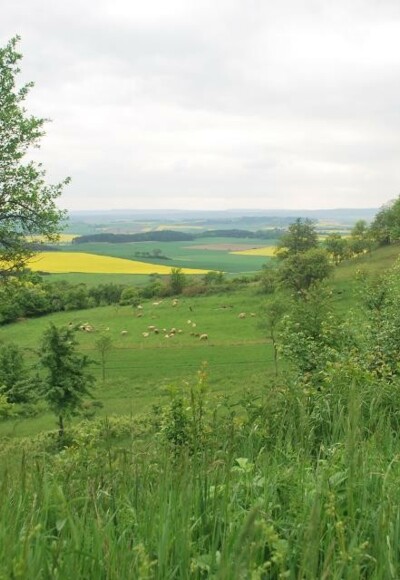 Das Grüne Band am Büchelberg