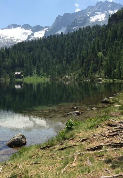 Reedsee