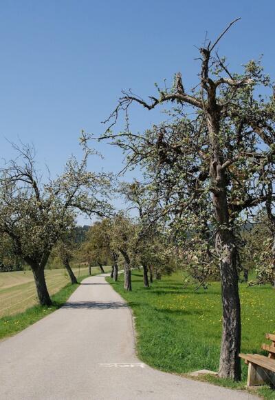Abzweigung rechts zum Wanderweg Nr. 1