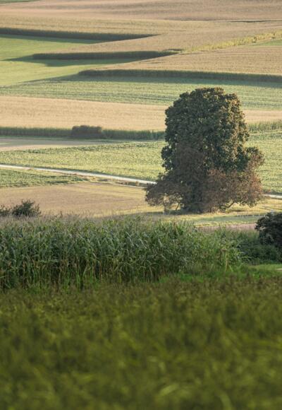 Auf dem Gedenkfeld über die Terassenfelder oberhalb von Saal a.d. Donau
