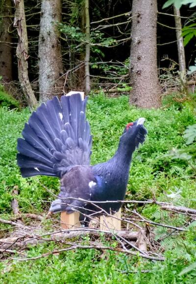 Auerhahn-Figur am Knogl