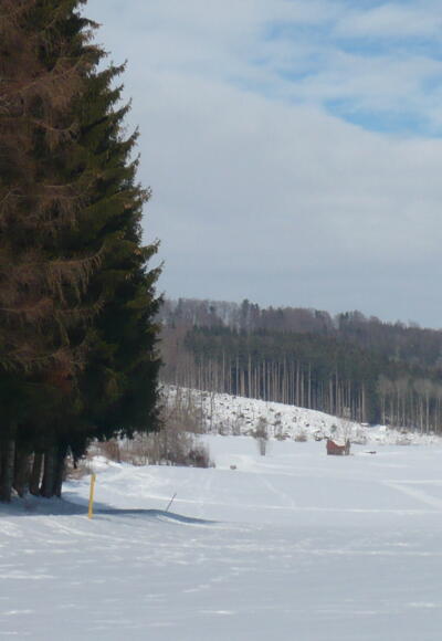 Am Berger Holz nördlich von Obergünzburg