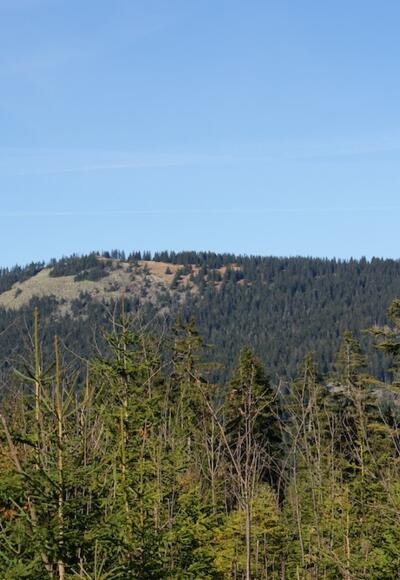 Zwercheck von der Hindenburgkanzel