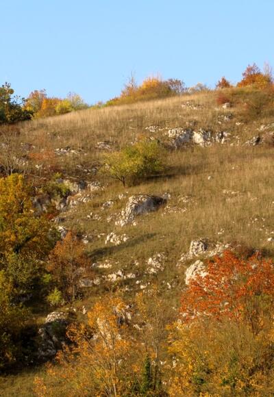 An den Südhängen liegen trockene, heiße Standorte.