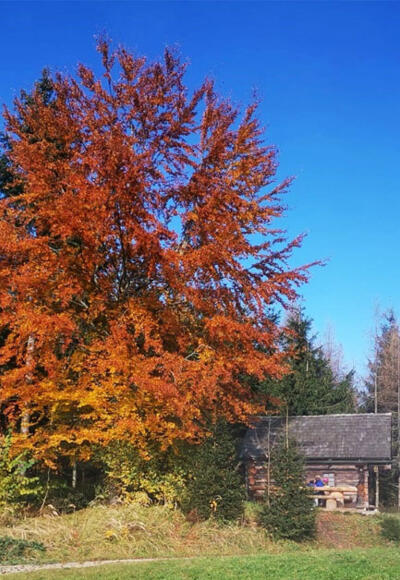 Salzkammergut Wanderweg im Attersee im Herbst