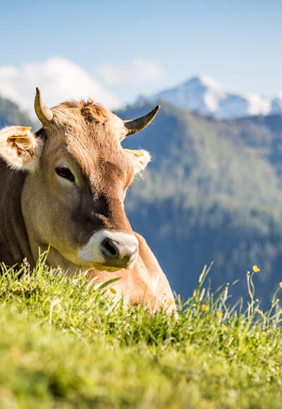 Braunvieh auf der Wasserfallalm
