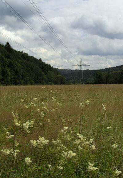 Das Naturschutzgebiet &quot;Altenauer Seewiesen&quot;.