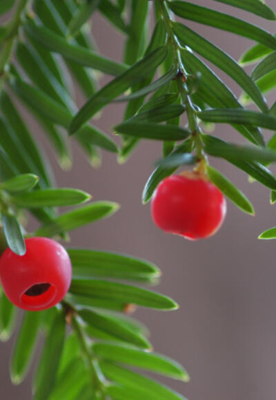 Zweige mit Früchten von Eibe