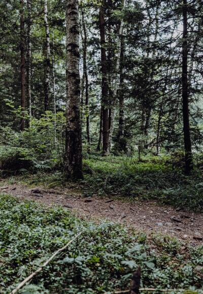 Naturbiken Trail @Allgäu GmbH, Martin Erd
