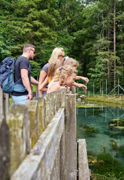 Fische im Fischteich betrachten
