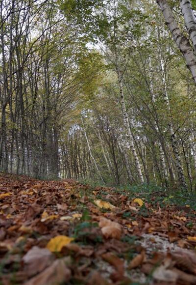 Feldweg zum Bärnsee