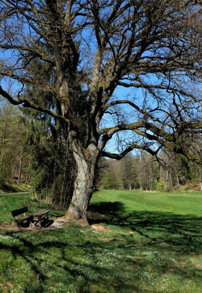 Barrierearmer Wanderweg am Wenzenbach