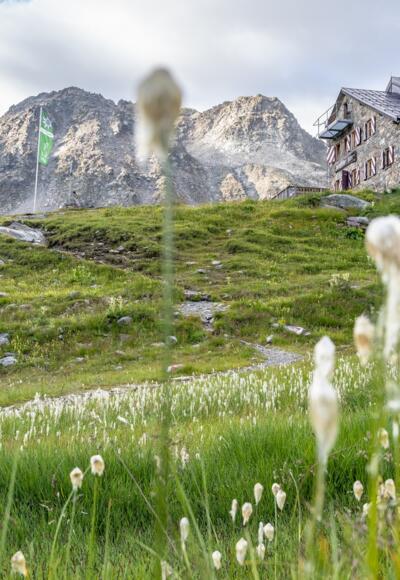 Blick durch das Wollgras auf die Darmstädter Hütte