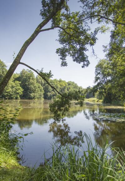 Klosterweiher Biberspurenweg - Roggenburg