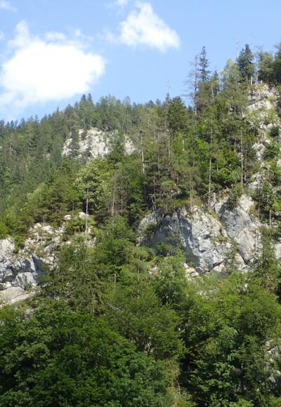 Der Klettersteig verläuft ungefähr über den bewaldeten mittleren Felsrücken