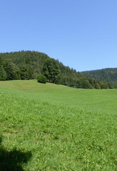 Westlich von Oberau gehts hinauf Richtung Lerchecker Wand