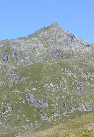Salzachgeier