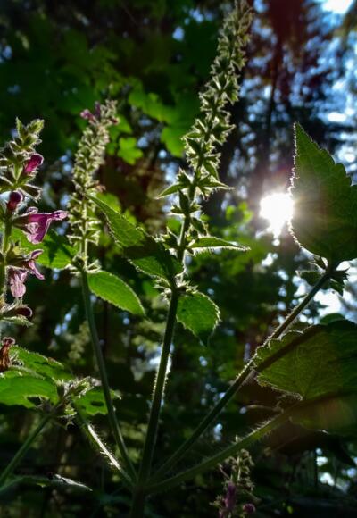 Blumen entlang dem Grenzerpfad