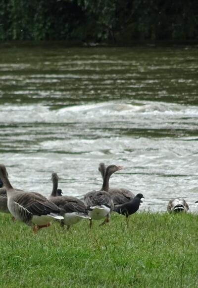 Frühlingsanlagen an der Isar in München