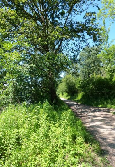 Schafirrsee Gerolfing