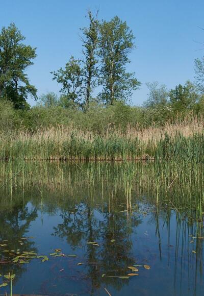 Innauen zwischen Egglfing und Aigen